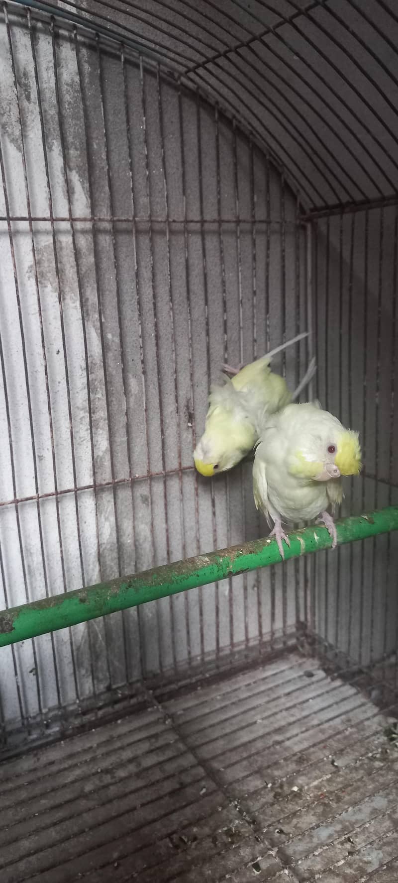Hogoromo breeder pair 03336861390 8