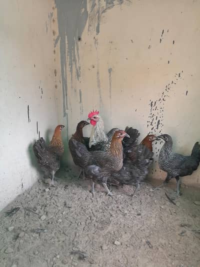 desi hens