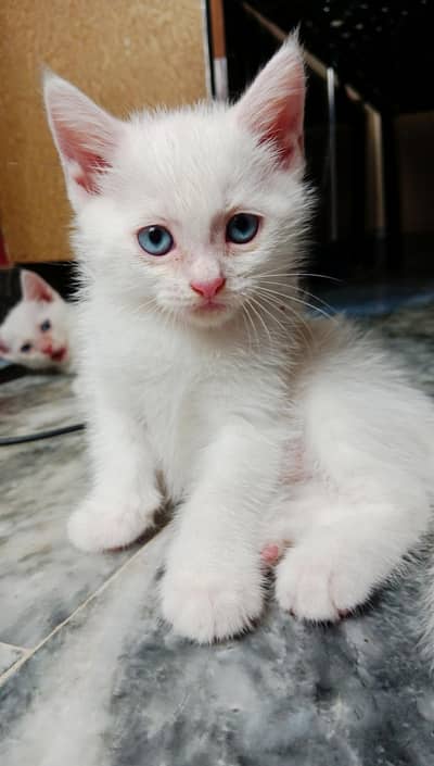 Male& female kittens for sale