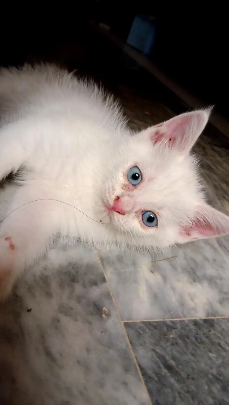 Male& female kittens for sale — photo 2