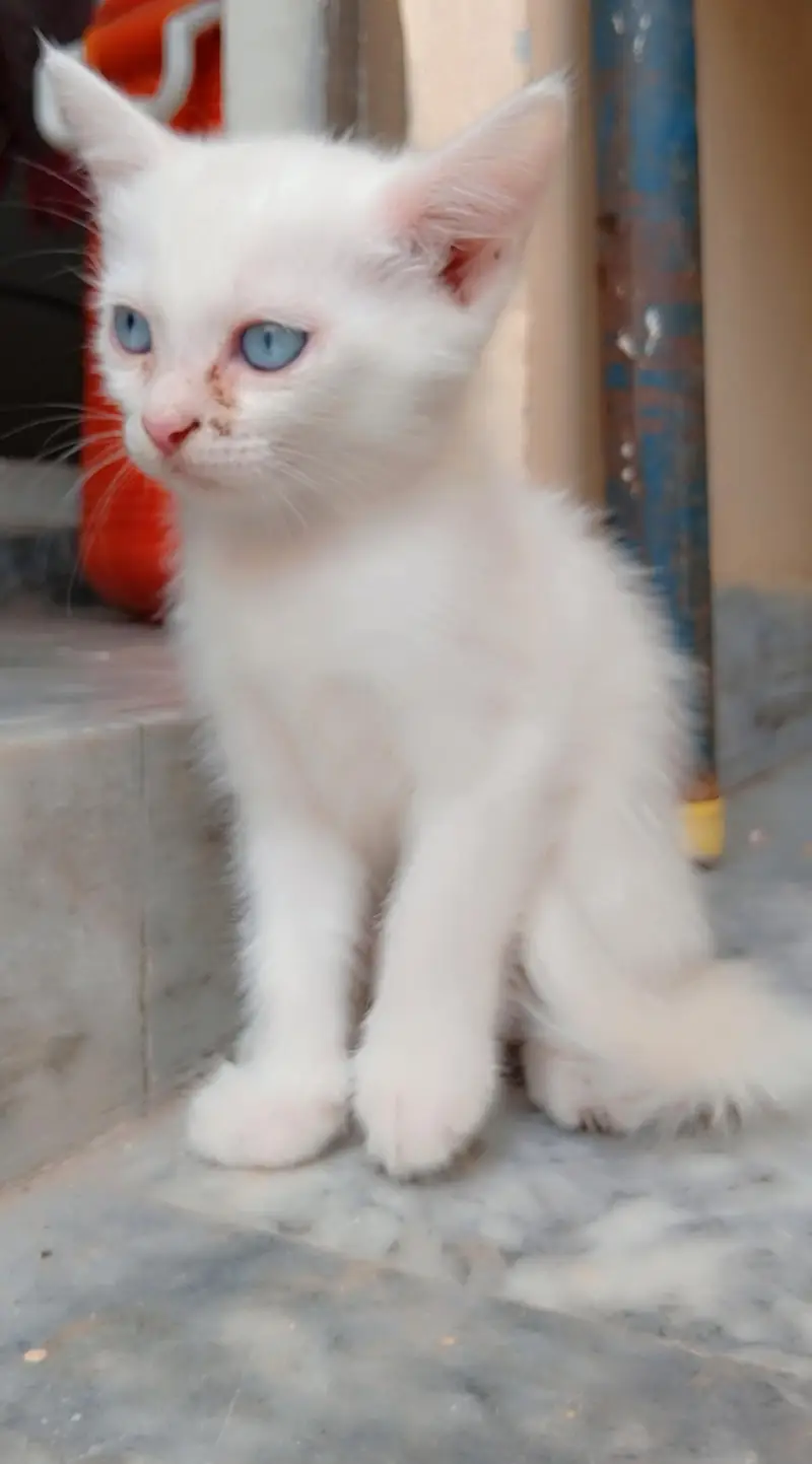 Male& female kittens for sale — photo 3