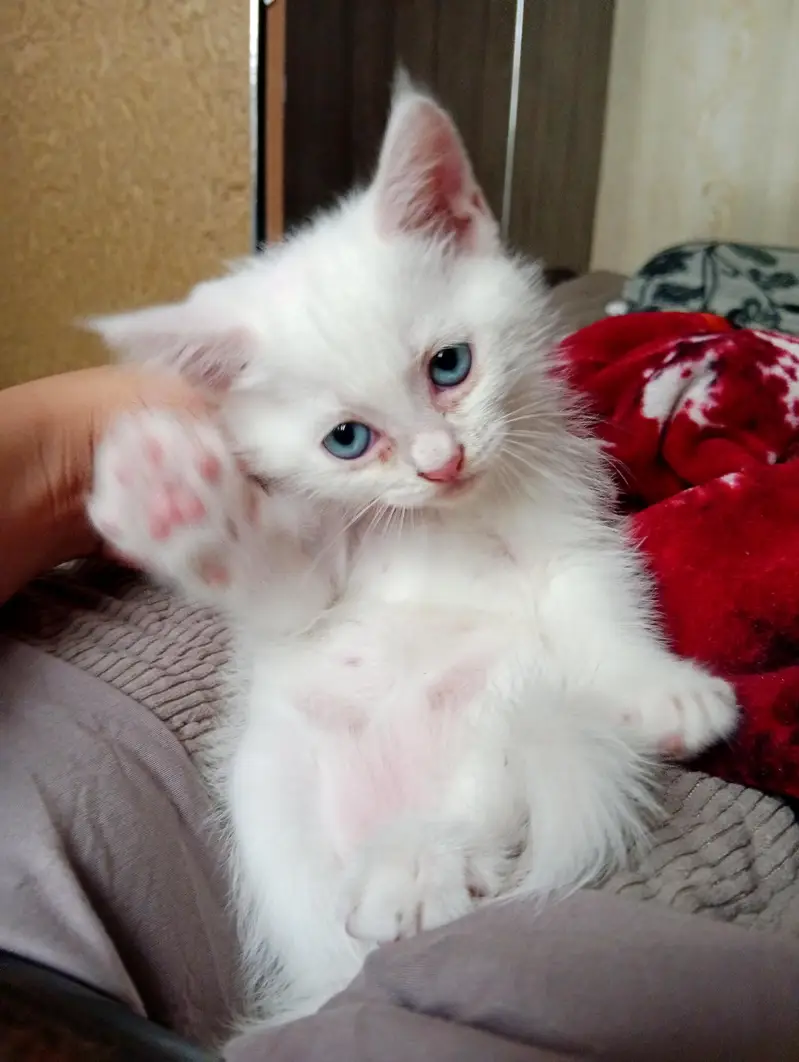 Male& female kittens for sale — photo 4