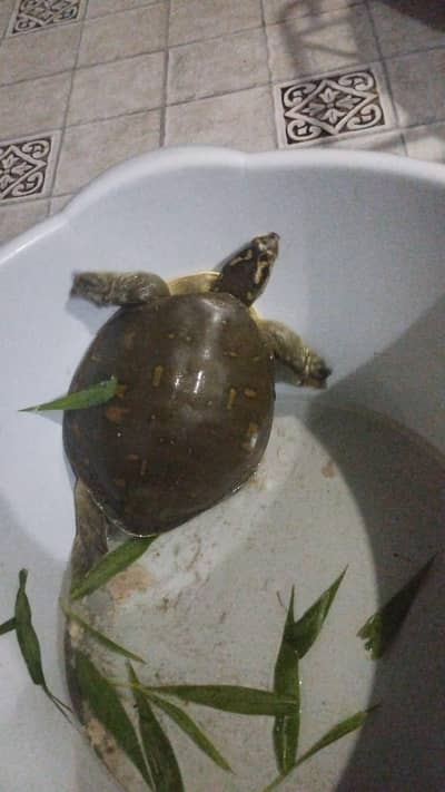 Turtle