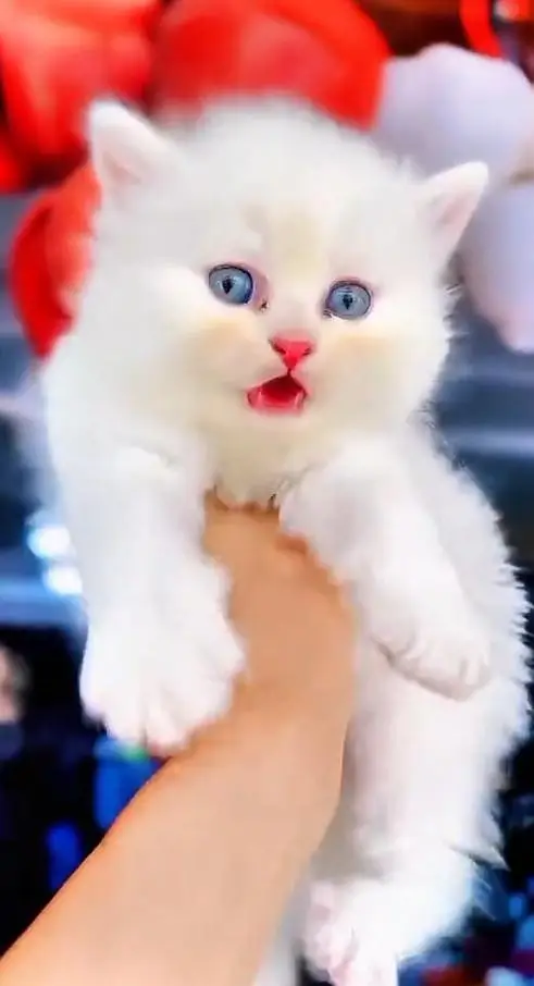(Persian female kitten) (for sale all) (Pakistan delivery available) — photo 2