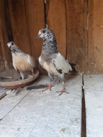 Sialkoti batary baby pigeons