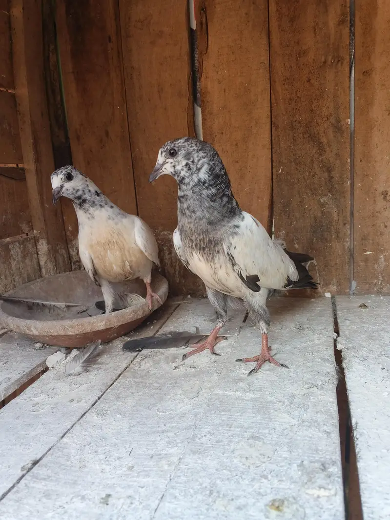 Sialkoti batary baby pigeons — photo 7