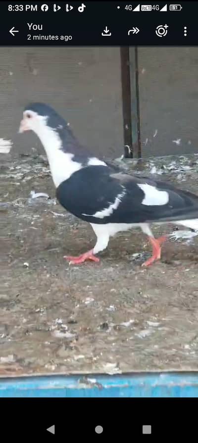 lahori sharabi pair for sale ek extra female jumbo size mein hai