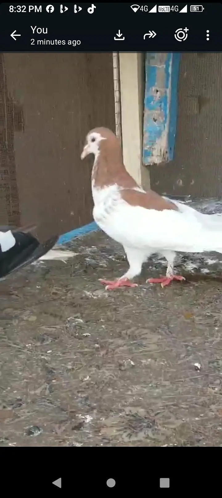 lahori sharabi pair for sale ek extra female jumbo size mein hai — photo 3