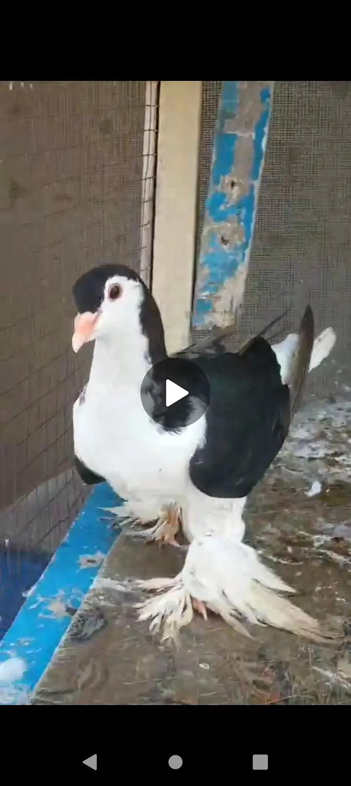 lahori sharabi pair for sale ek extra female jumbo size mein hai — photo 5