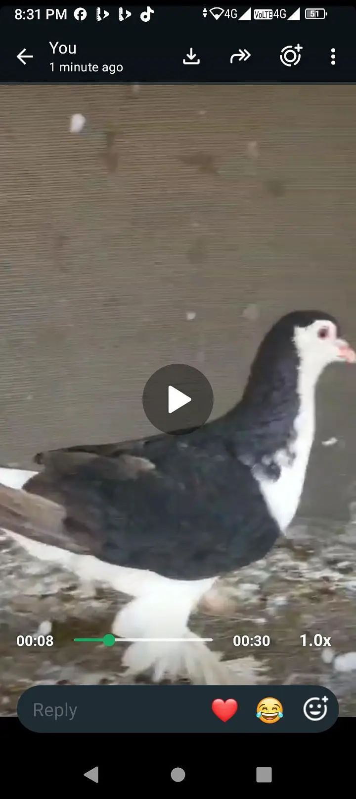 lahori sharabi pair for sale ek extra female jumbo size mein hai — photo 7