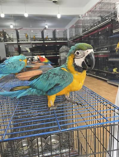 blue macaw parrot chicks for sale (03120454618)