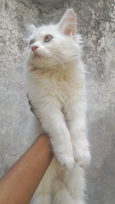 healthy and play ful kitten