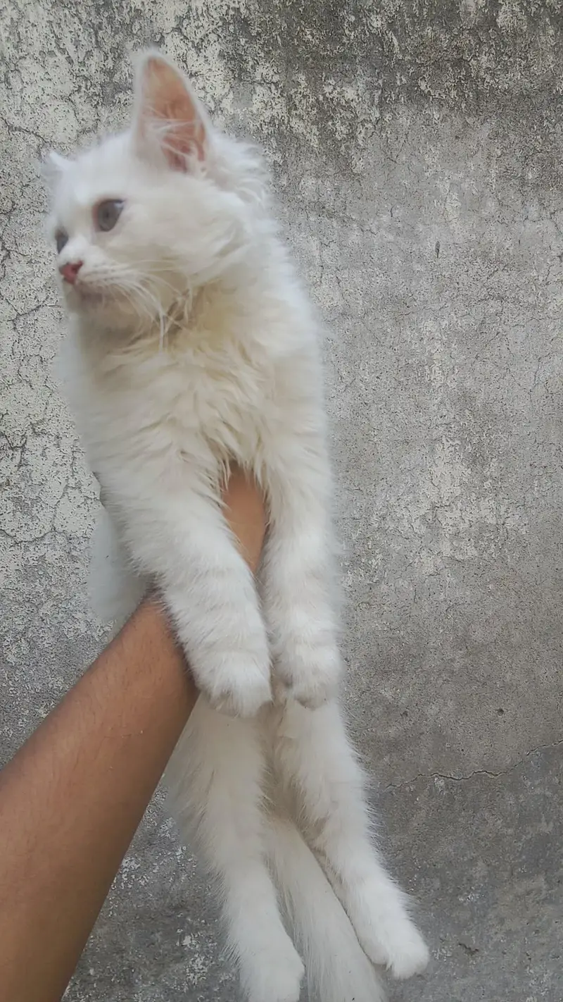 healthy and play ful kitten — photo 2