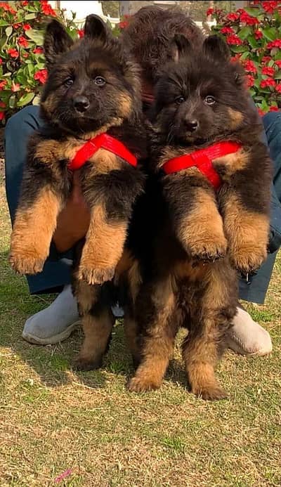 German Shepherd