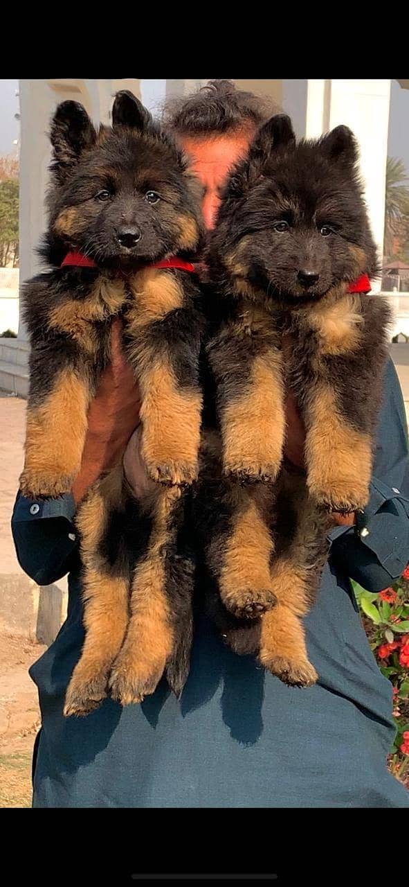 German Shepherd 1