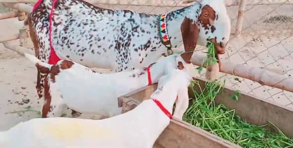 Makkah Chini Bakri Our 3 Bacchon Ka Sath Urgent/ 03170252632