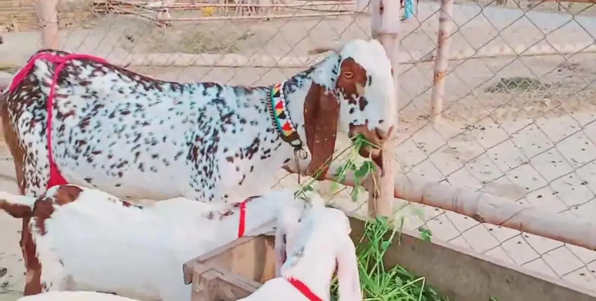 Makkah Chini Bakri Our 3 Bacchon Ka Sath Urgent/ 03170252632 — photo 2