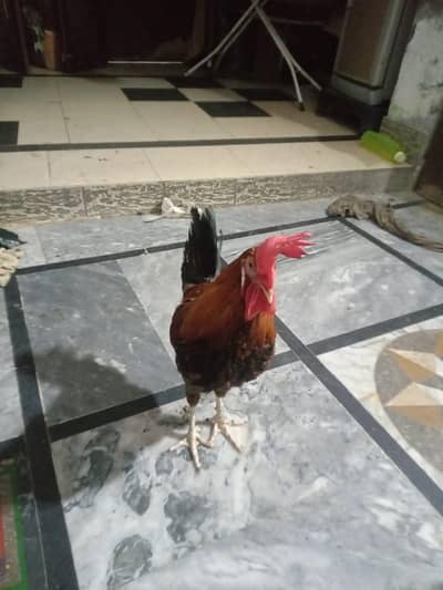 DESI HENS FOR SELL