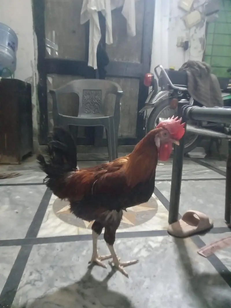DESI HENS FOR SELL — photo 2