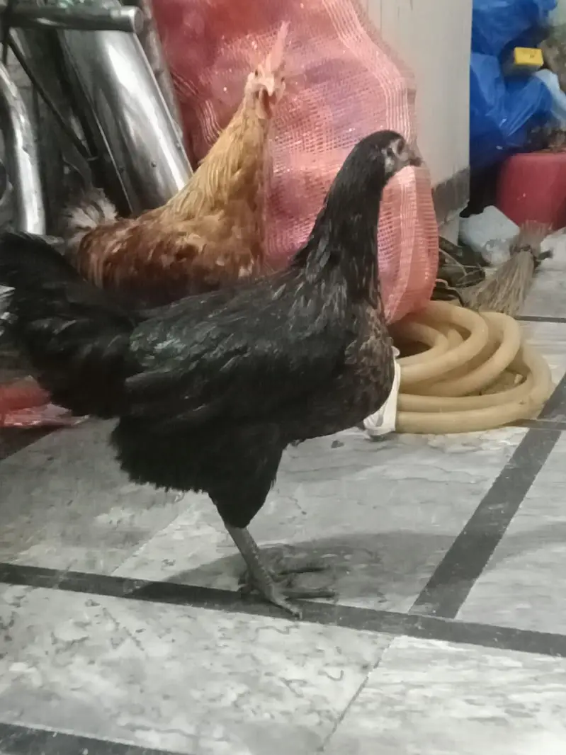 DESI HENS FOR SELL — photo 4