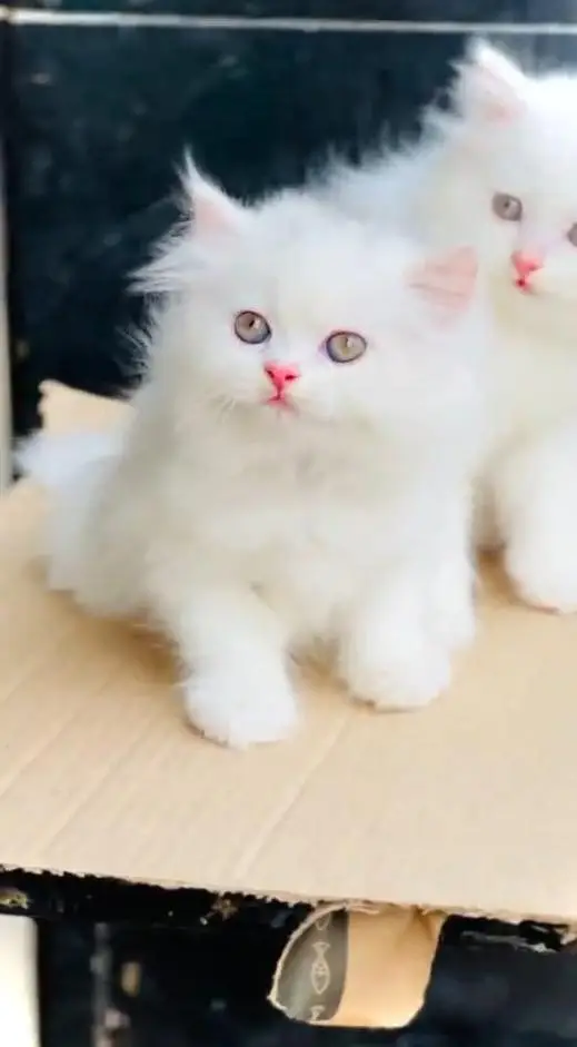 (Persian female kitten) (for sale all) (Pakistan delivery available) — photo 4