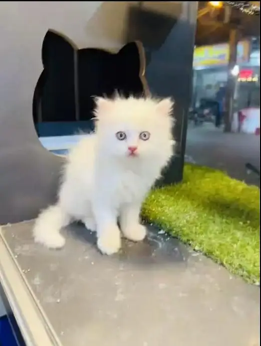 (Persian female kitten) (for sale all) (Pakistan delivery available) — photo 9