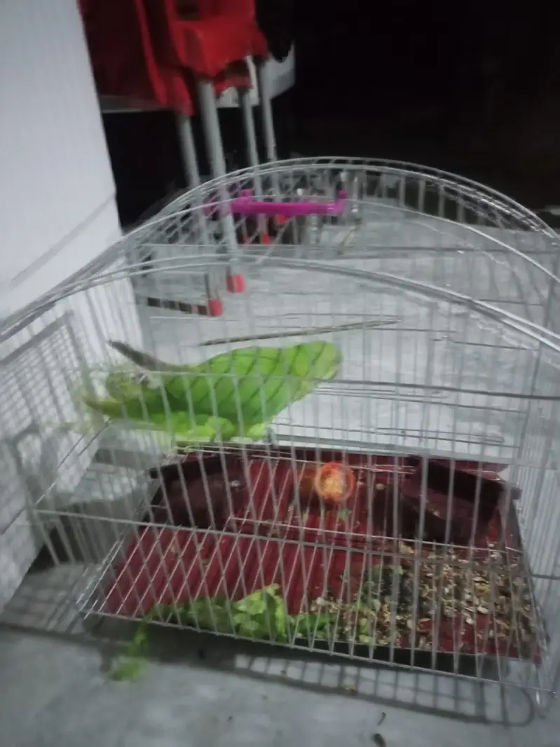 03101878130 Green parrot healthy and active — photo 2