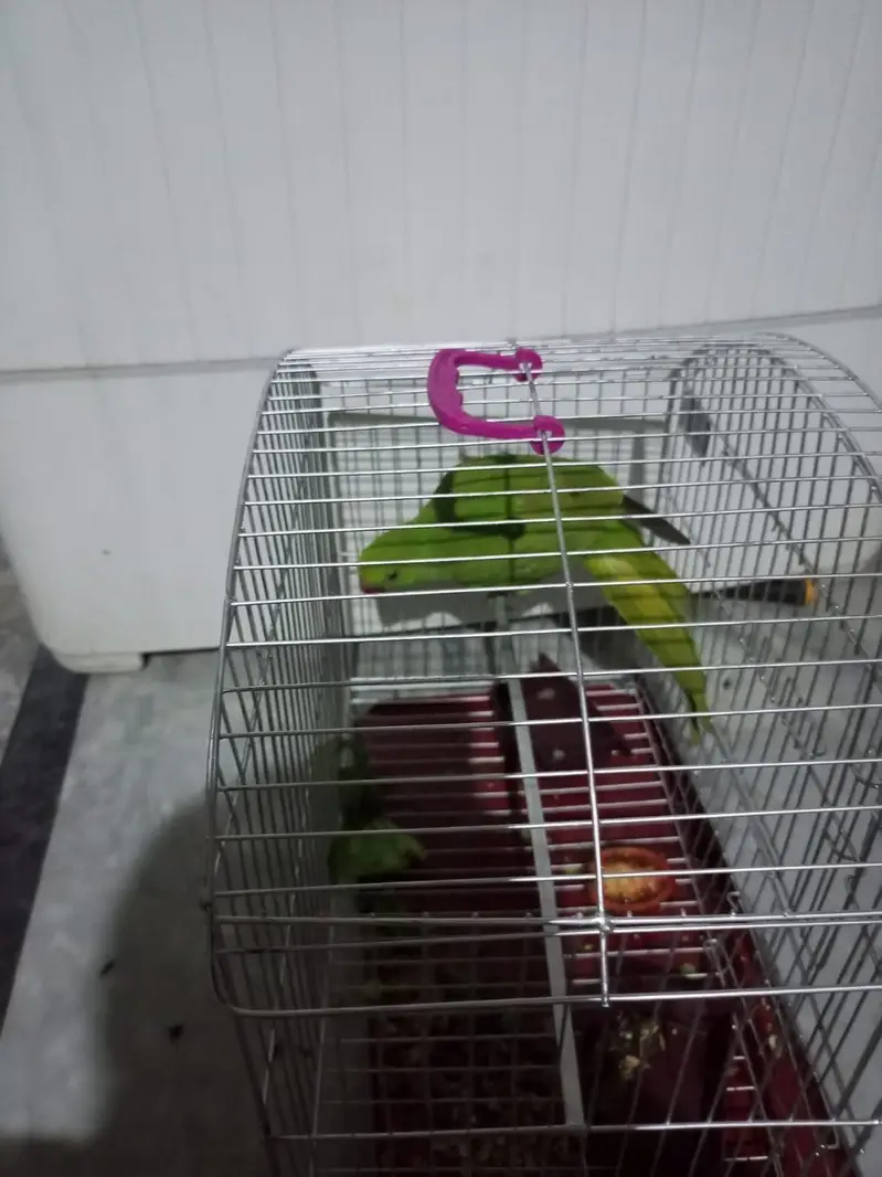 03101878130 Green parrot healthy and active — photo 3