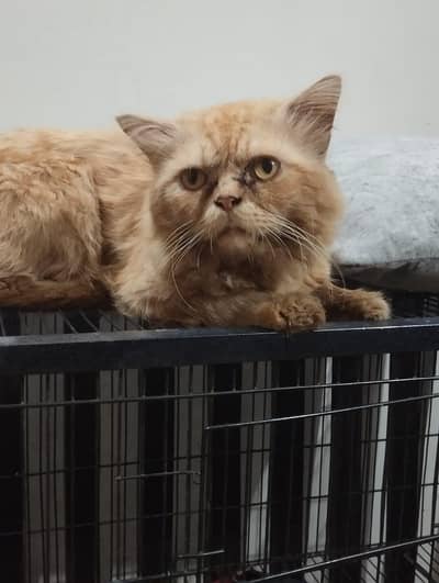 Picky punch face Persian cat
