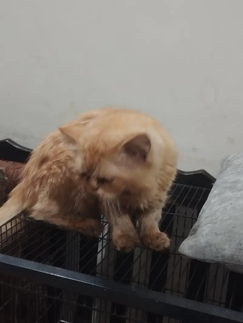 Piki punch face Persian cat — photo 2