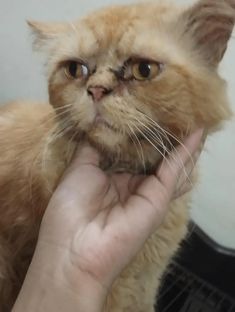 Piki punch face Persian cat — photo 3