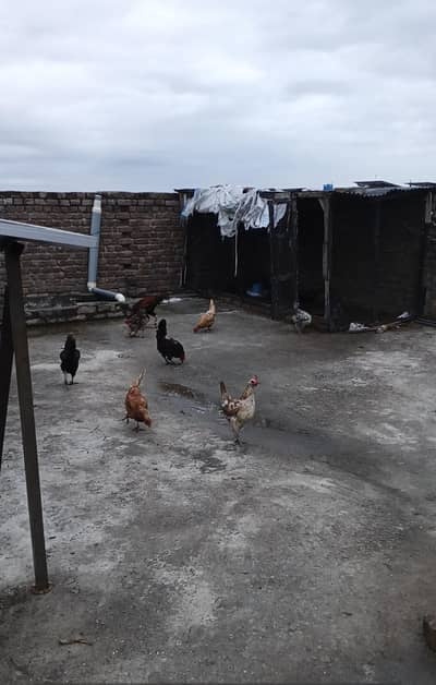 golden misri egg laying hens