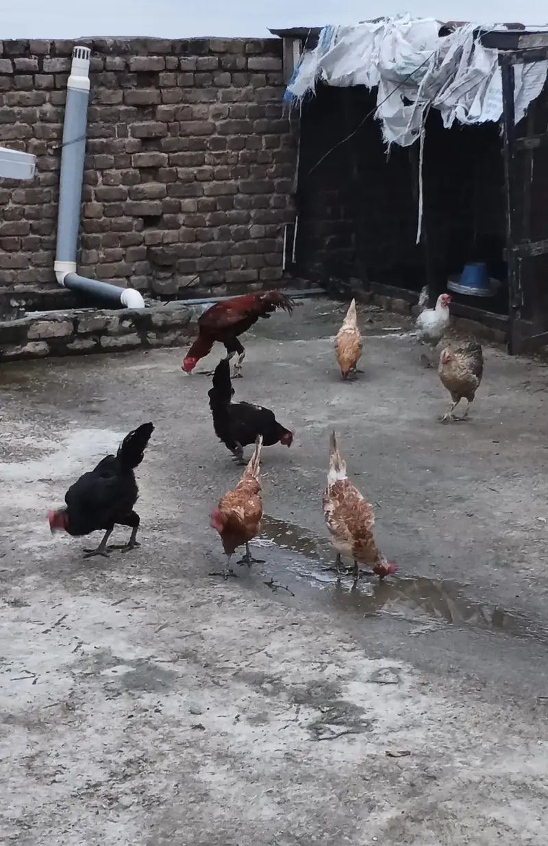 golden misri egg laying hens — photo 2