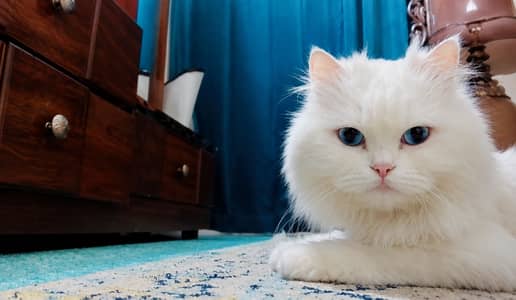 Pure White Persian Cat for Sale – Blue Eyes