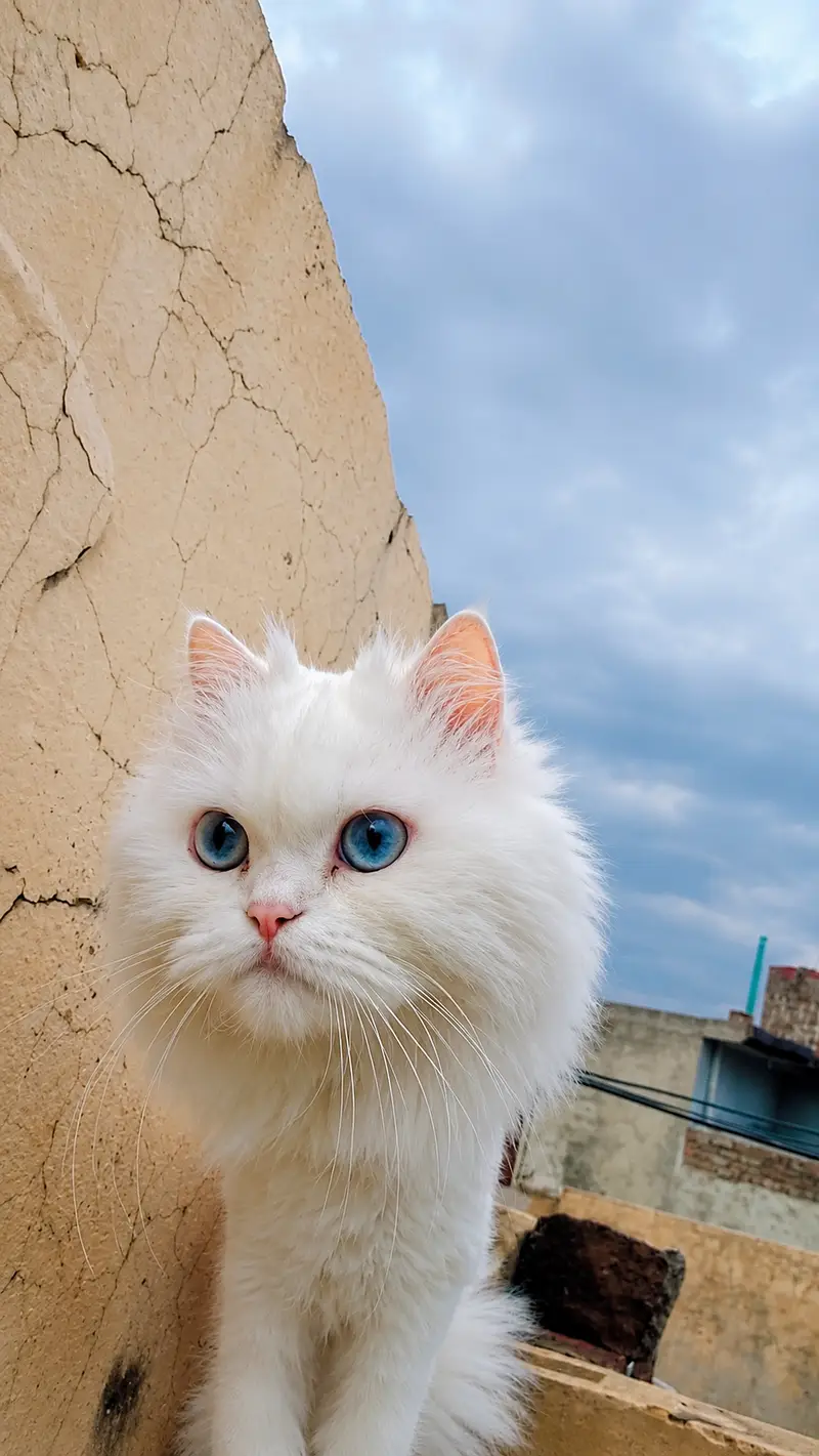 Pure White Persian Cat for Sale – Blue Eyes — photo 2