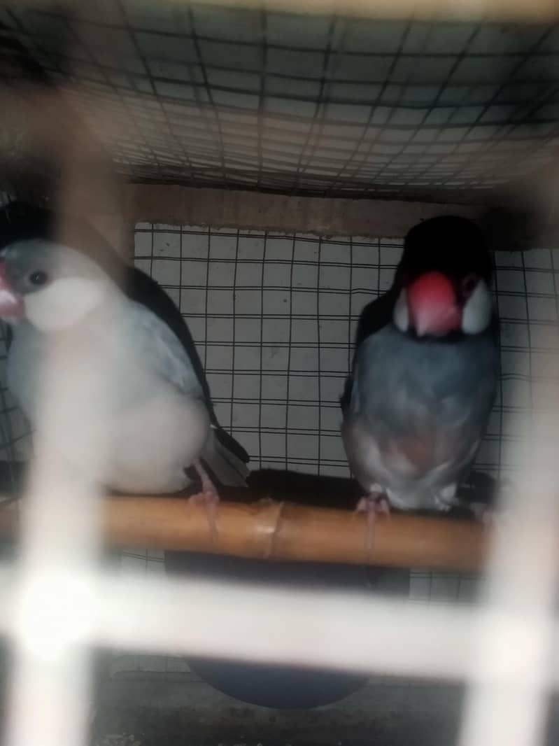 finch 0