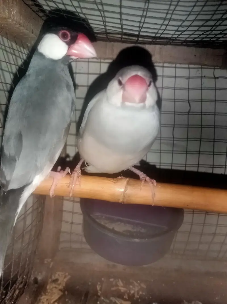 finch — photo 2
