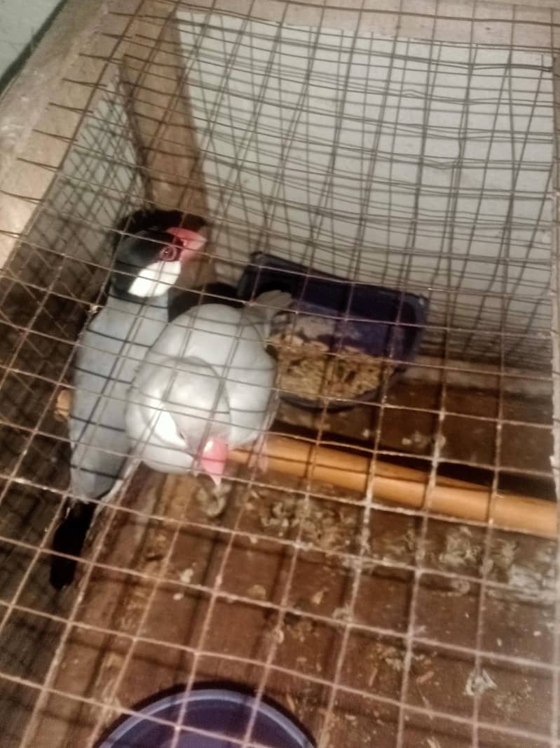 finch 2