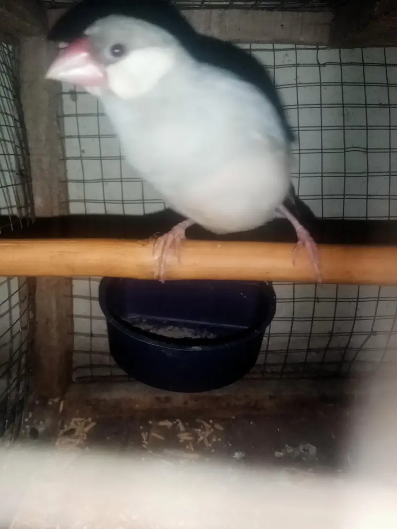 finch — photo 4