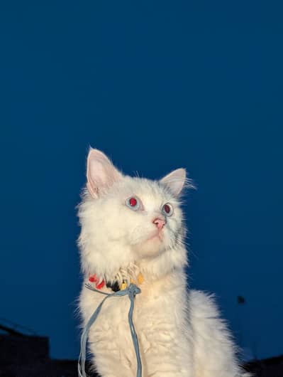 Beautiful Persian Cat Pair For Sale