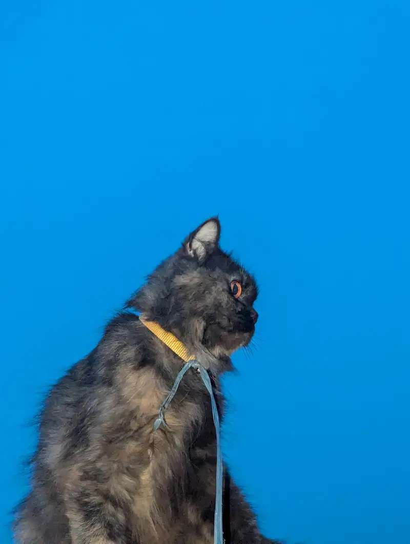 Beautiful Persian Cat Pair For Sale — photo 4