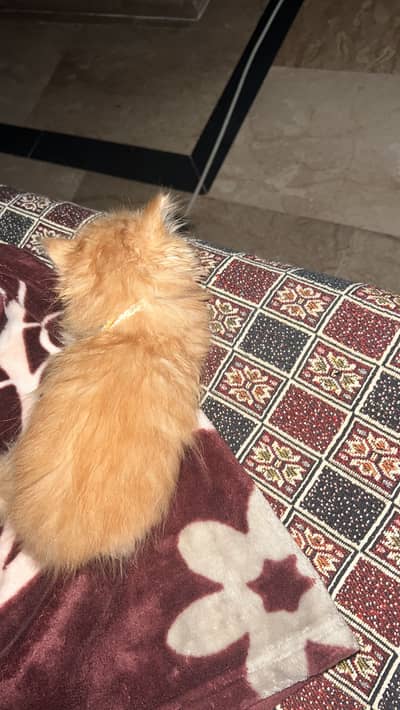 Persian Cat
