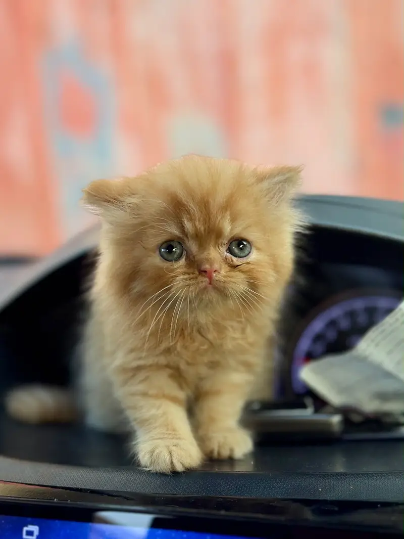 Persian Cat — photo 2