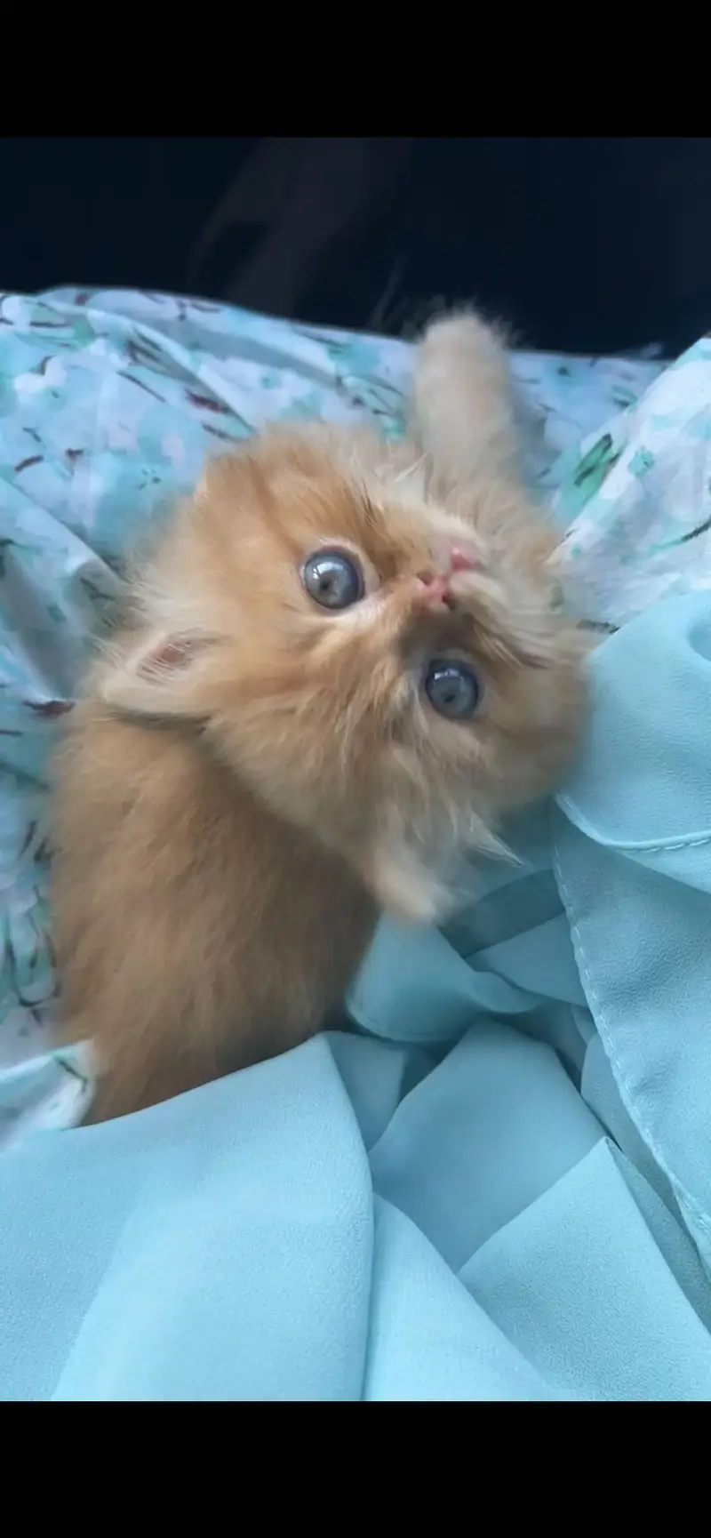 Persian Cat — photo 3