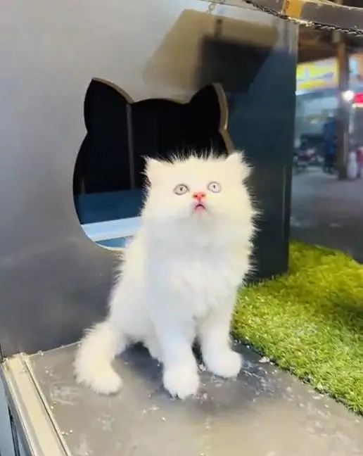 (Persian female kitten) (for sale all) (Pakistan delivery available) — photo 4