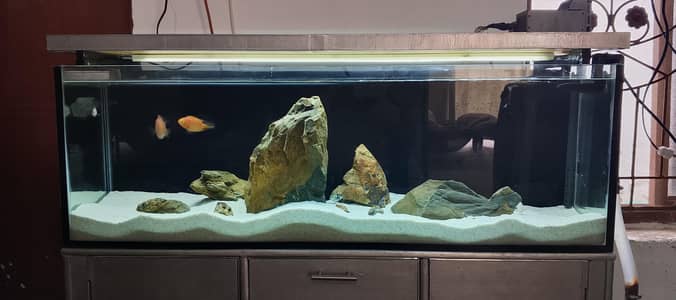 Aquarium full setup plus fishes