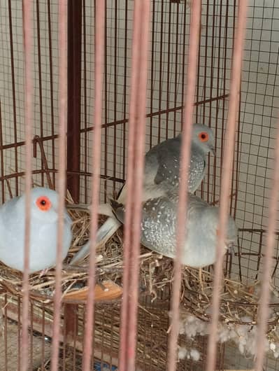 birds for sell
