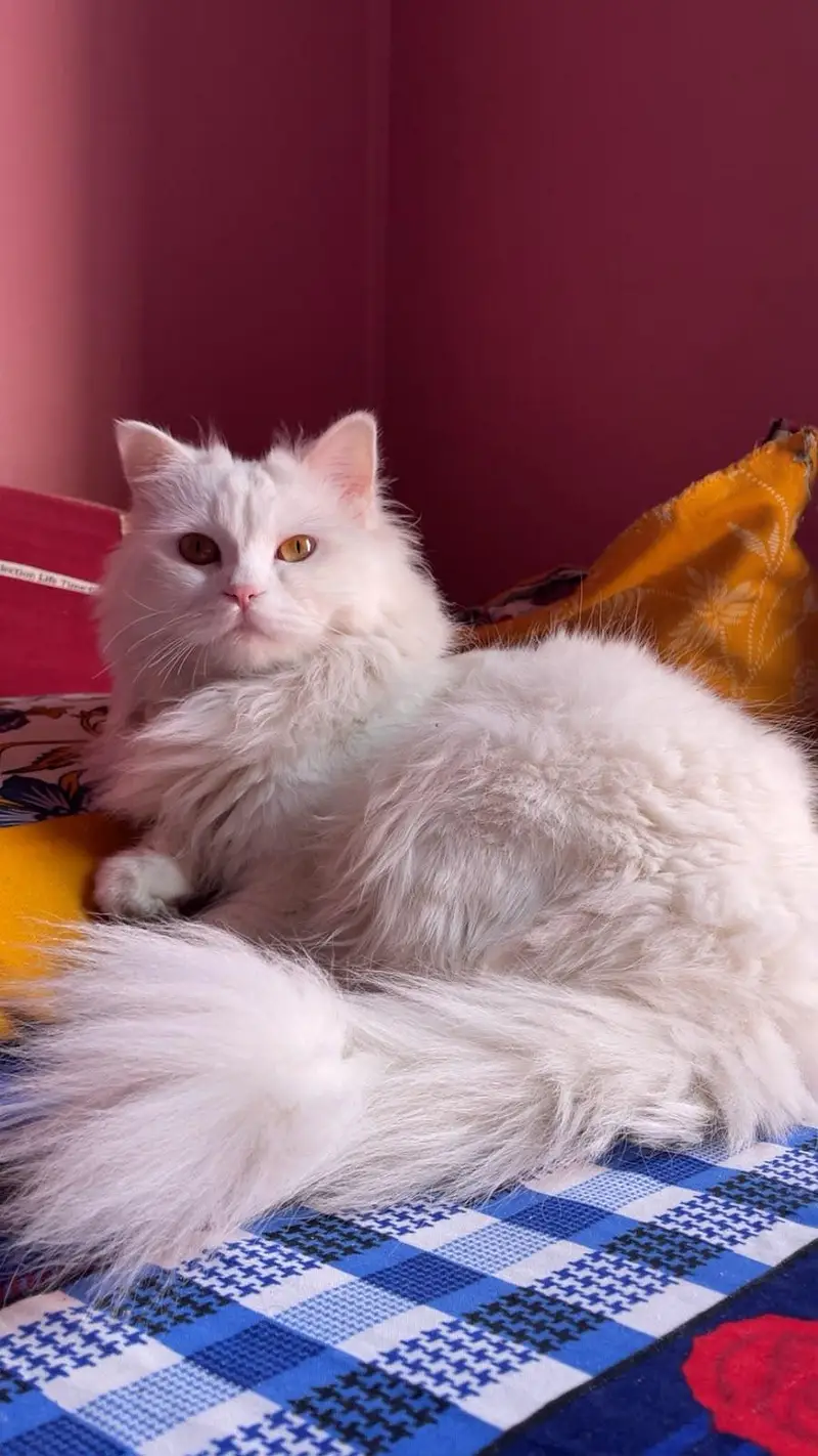 Persian cat for sell — photo 2