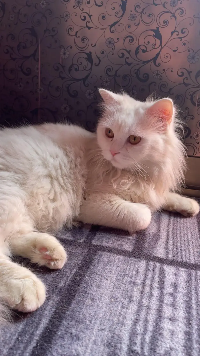 Persian cat for sell — photo 3