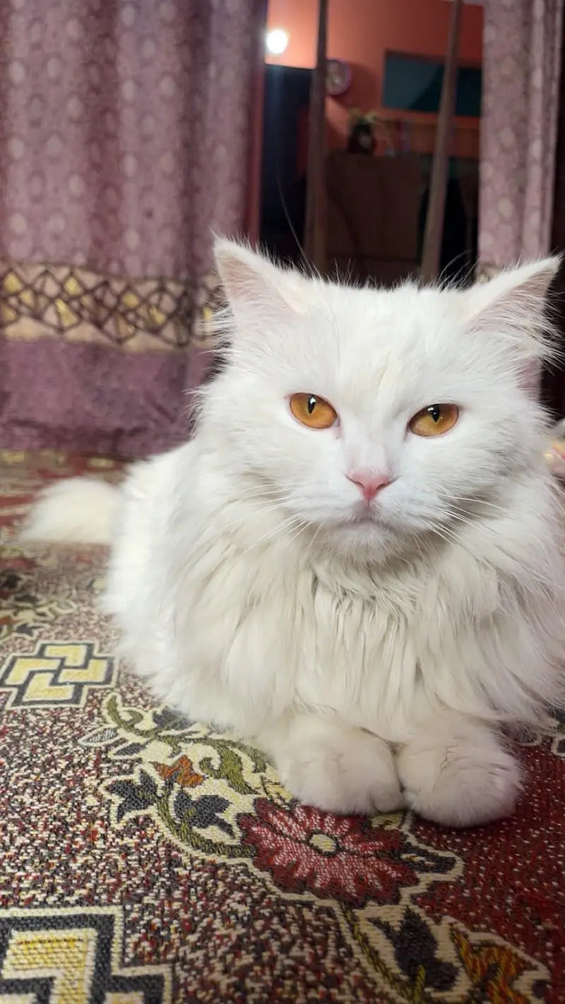Persian cat for sell — photo 4